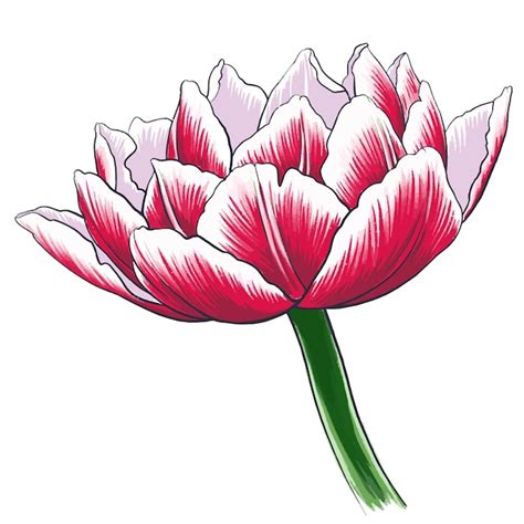 Ilustração em vetor de flor tulipa rosa isolada no fundo branco Vetor