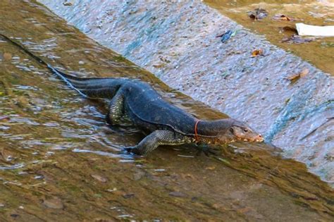 Malayan Water Monitor With A Collar Bird Ecology Study Group