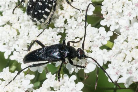 Stenurella Nigra Schwarzer Schmalbock Insects