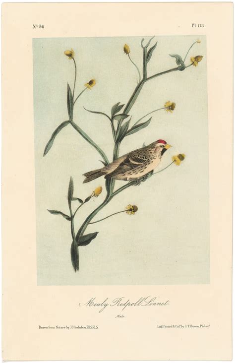 Audubon 2nd Ed Octavo Pl 178 Mealy Redpoll Linnet 2nd Edition