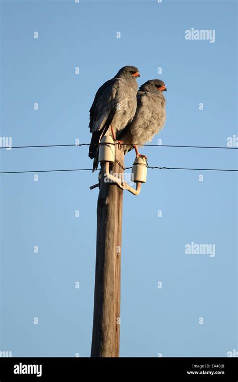 African Harrier Hawk Stock Photo - Alamy