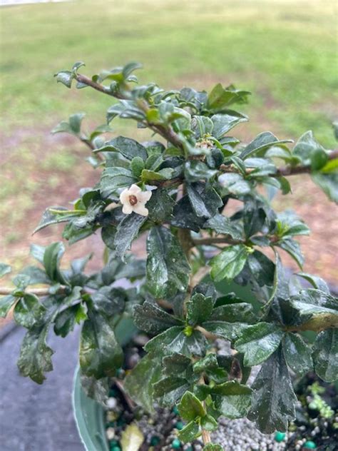 Ehretia Microphylla Fukien Tea 4″ Pot Gardino Nursery