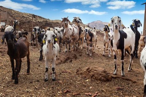 Premium Photo Herd Of Goats Looking At Camera