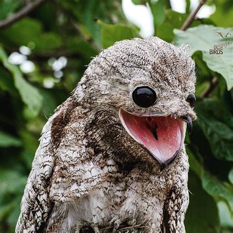 This bird, called a Potoo, is cute in it's own way. : r/aww