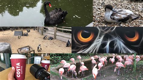 Birdworld Farnham Zoo Youtube