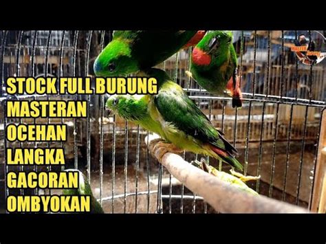 Selalu Full Stock Dari Berbagai Macam Burung Menyajikan Untuk Para