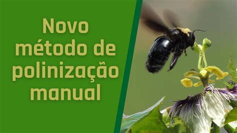 Aumente Seu Lucro Com Esse MÉtodo De PolinizaÇÃo Manual De Forma