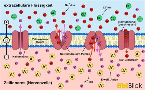 Ruhepotential AbiBlick De