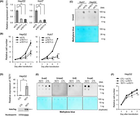 Tet1 Knockdown Inhibits Proliferation Of Hepatoma Cell Lines A