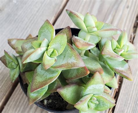 Crassula Conjuncta 2 Inch Succulent Live Plant Ivory Towers Houseplant Plants And Seedlings