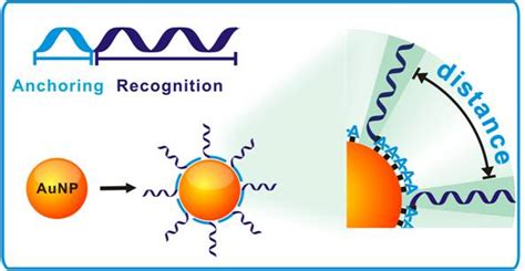 科学网—dna—金纳米粒子复合探针制备新方法问世