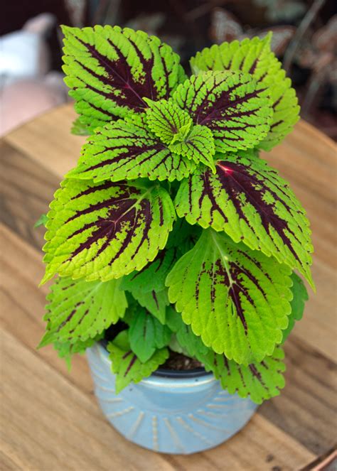 Low Maintenance Coleus Are A True Delight To Grow Mississippi State