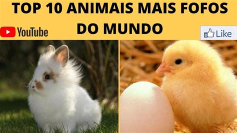 Top 10 Animais Mais Fofos Do Mundo Animals