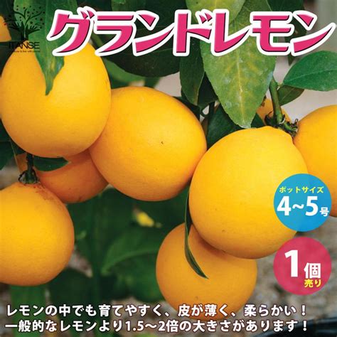 Itanse レモンの苗木 グランドレモン 果樹の苗木 4〜5号 1個売り 果樹 果物 栽培 趣味 園芸 ガーデニング 送料無料 イタンセ公式