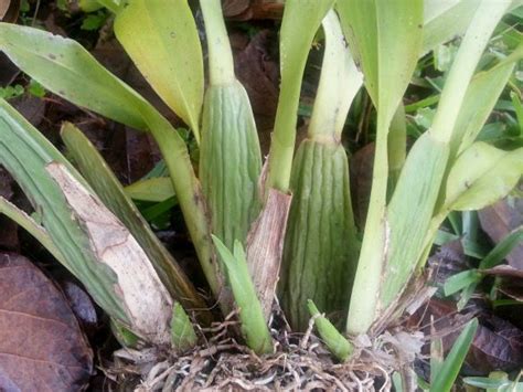 Pin By Yamileth Parafita On Orchid Greenhouse Vegetables Celery Corn