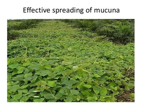 mucuna bracteata alchetron   social encyclopedia
