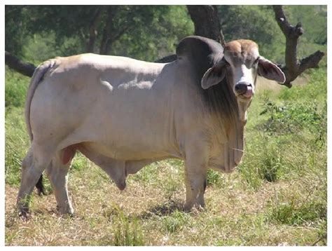 Toros Brahman Imagui