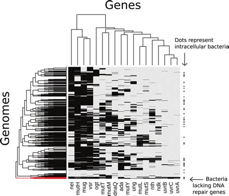 Hierarchical Cluster Analysis Showing The Distribution Of Dna Repair