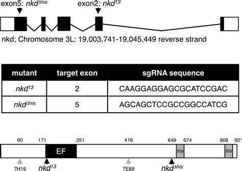 Figures And Data In Feedback Control Of Wnt Signaling Based On