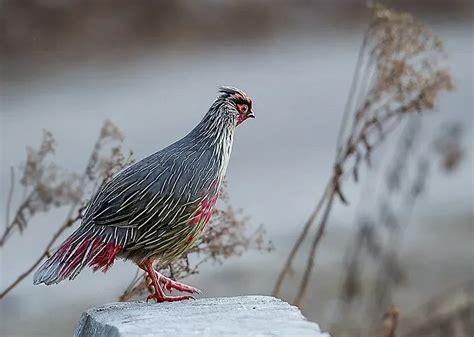 Fun Blood Pheasant Facts For Kids Kidadl