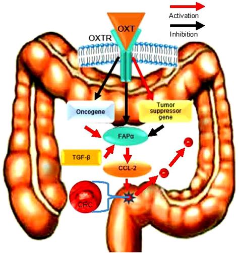 Colorectal Cancer Pathways