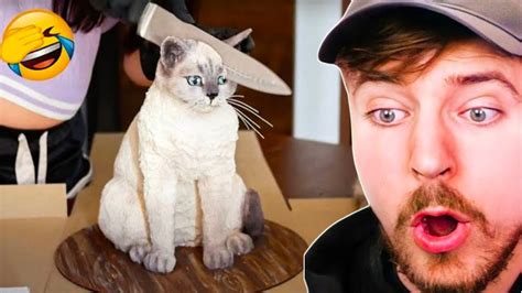 Funny Animals Mr Beast Reaction Youtube