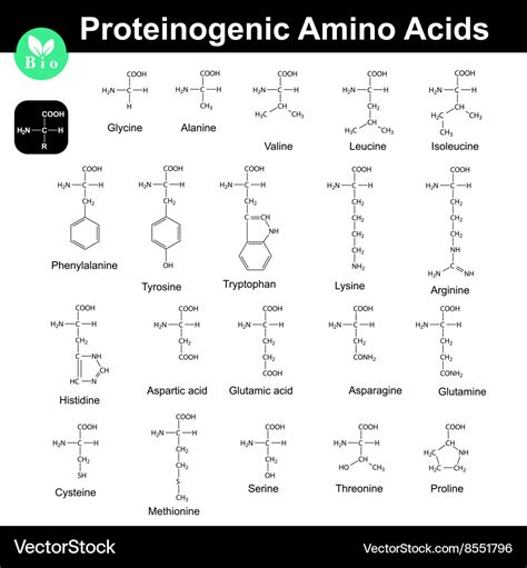 Main proteinogenic amino acids Royalty Free Vector Image