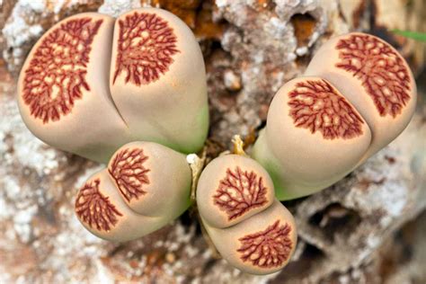 How To Grow And Care For Lithops Living Stone Plants