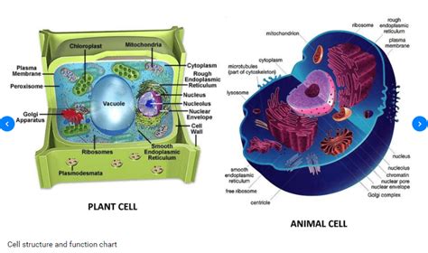 Eukaryote Cells Diagram Quizlet