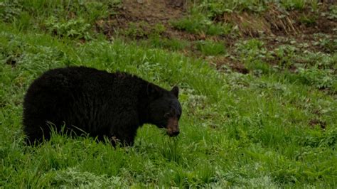 What Wildlife Is in Olympic National Park? - Getaway Couple