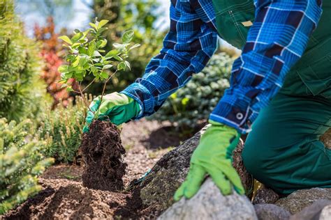 Manutenzione Del Verde Giardino Center Semina Del Prato Impianti Di