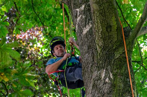 Treetops Boomverzorging Bomen Planten Snoeien En Kappen