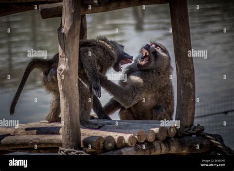 Baboons fighting hi-res stock photography and images - Alamy