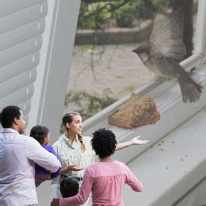 How To Get A Bird Out Of Your House Simple Ways