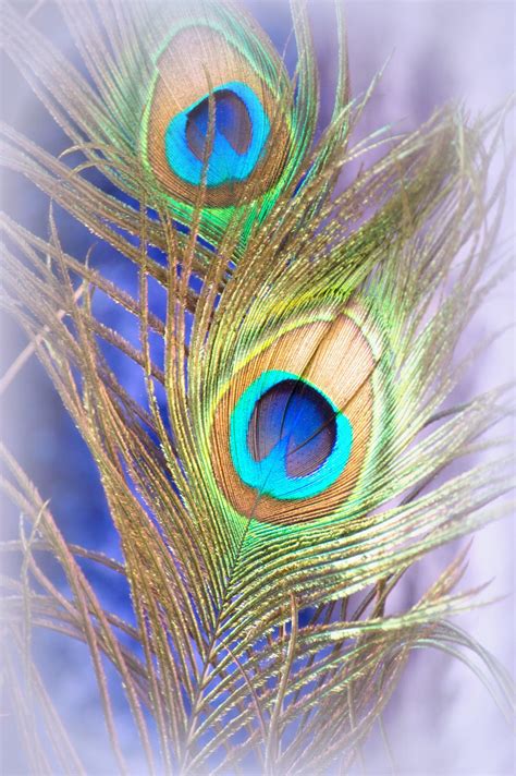 Peacock Feathers | Peacock feather art, Feather art, Feather wallpaper