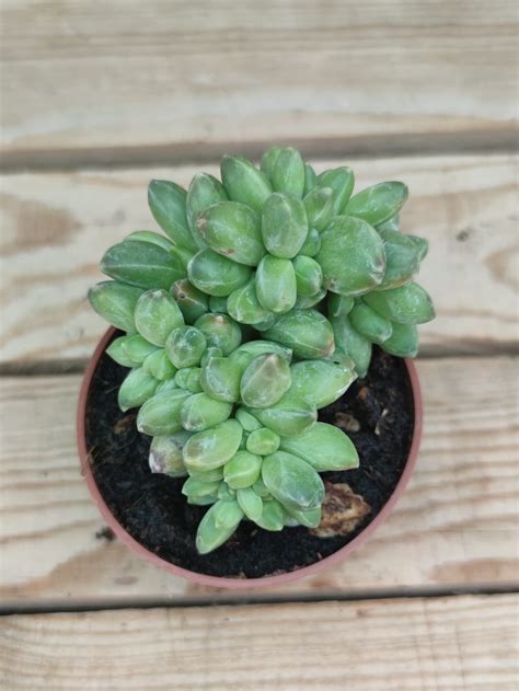 Pachyphytum Hookeri Cristata Succulentes Et Jolies Plantes