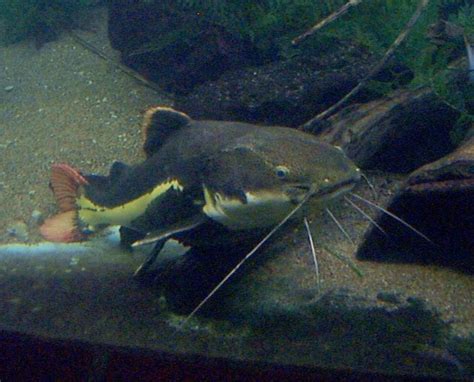 Catfish: WhoZoo