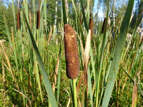 Bulrushes stock photo. Image of typha, flora, bullrush - 80683954