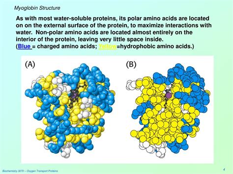 PPT - Oxygen Transport Proteins: Myoglobin & Hemoglobin PowerPoint ...