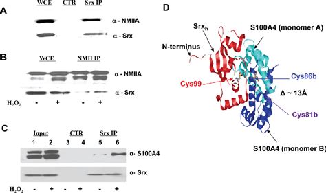 Figure 1 From Sulfiredoxin Redox Sensitive Interaction With S100A4 And