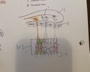 Sense Of Smell Diagram Diagram Quizlet