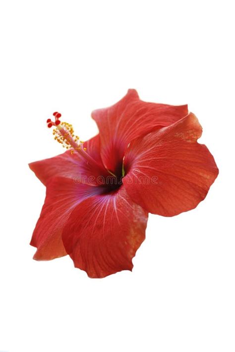 Red Hibiscus Flower Or Chinese Rose Hawaiian Hibiscus China Rose