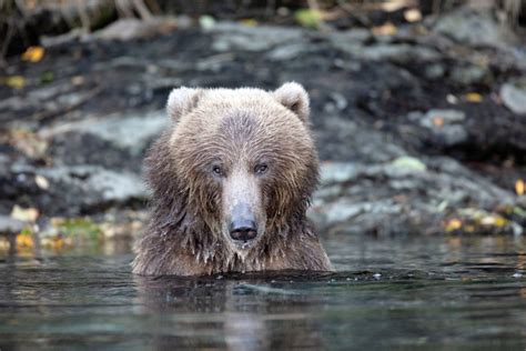 Alaska Wildlife in Kodiak