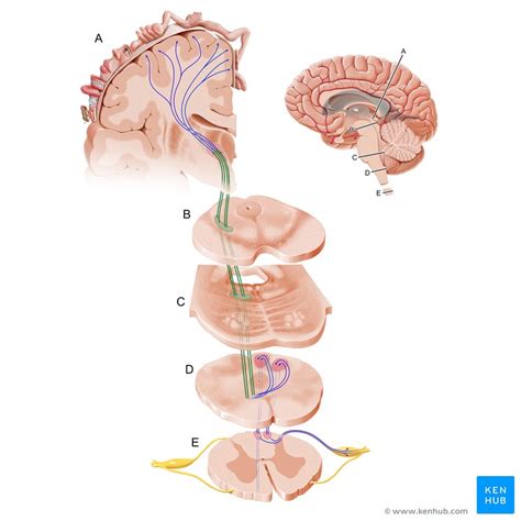 Dorsal Column Medial Lemniscus Dcml Pathway Anatomy Kenhub