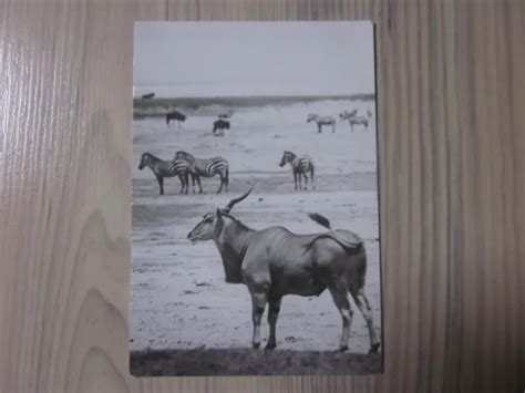 DDR ALTE Postkarte AK Karte mit MOTIV ELENANTILOPE BÖHM ZEBRAS