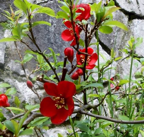 Chaenomeles speciosa photos : Common flowering quince