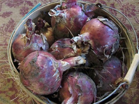 Redwing Onion Plants Dixondale Farms