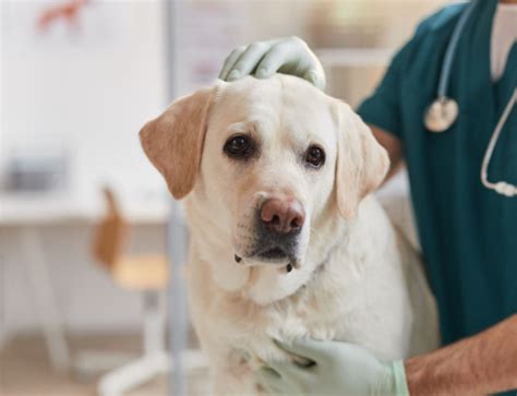 Anemia Em Cachorro Causas Sintomas E Mais