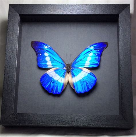 Morpho Rhetenor Helena Blue Morpho Helena Extra Large Rare Real