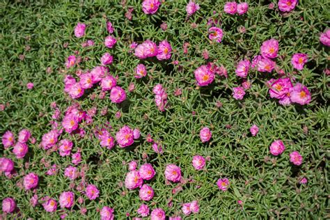 bloomingjpg